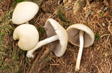 Behangener Faserling (Psathyrella candolleana) - © Michaela und Gernot Friebes